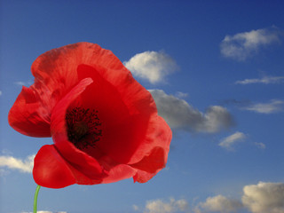 Mohn