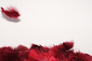 plumes rouges 03