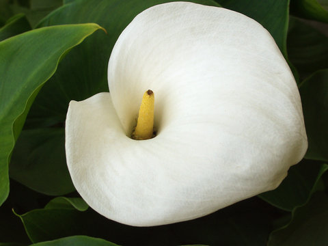 Zantedeschien Bilder Durchsuchen 7,484 Archivfotos,