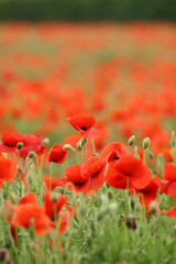 poppies