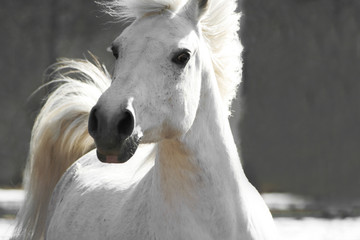 Obraz na płótnie Canvas biały koń