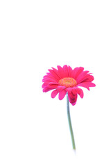 pink gerbera