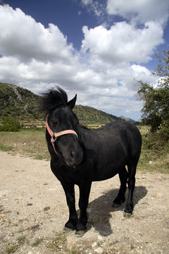 poni