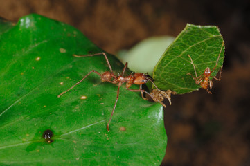 leaf cutter ant fourmi coupeuse de feuille costa rica