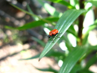 red lily beetle