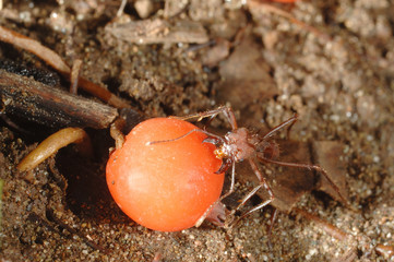 leaf cutter ant fourmi
