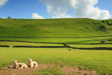 farm landscape