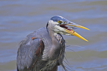 great blue heron