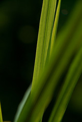 backlit blades of grass