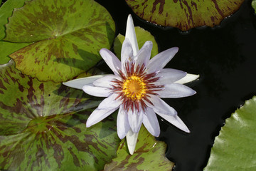 starburst lilypad