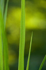 backlit blades of grass