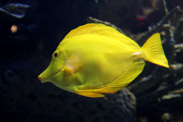 yellow surgeonfish