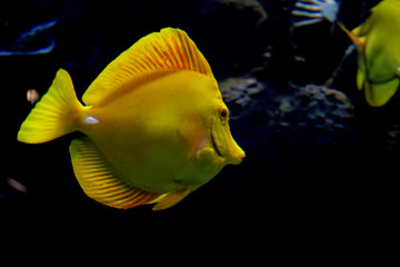 yellow surgeonfish