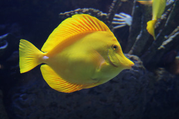 yellow surgeonfish
