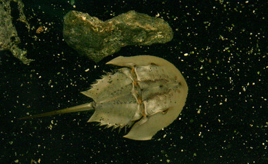 horseshoe crab