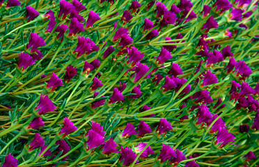 pattern of violet flowers