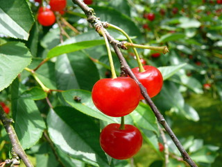 griottes rouges dans un arbre