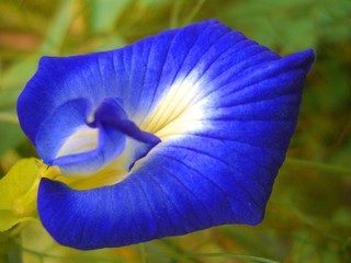 fleur tropicale bleue