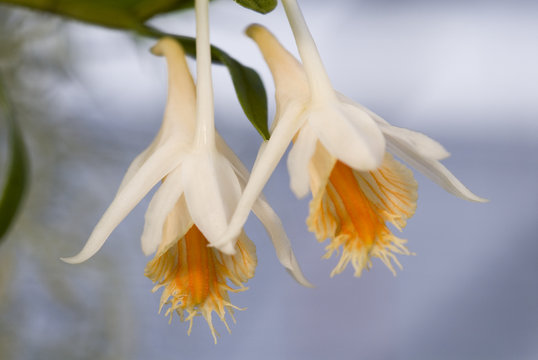 dendrobium longi