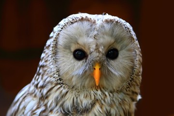 owl
