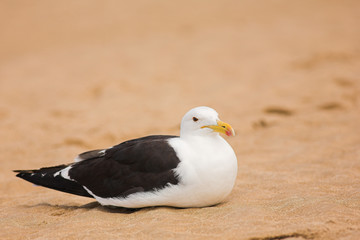 Obraz premium Seagull on the beach