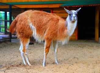 llama