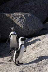 Obraz premium Jackass Penguins on the rocks
