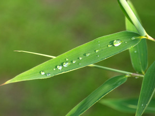 wassertropfen