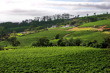 Fototapeta na wymiar Wine farm on the Western Cape wine route