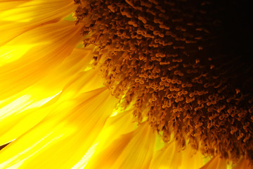 sunflower detail close-up