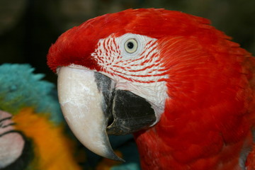 guacamaya roja