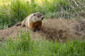 marmotte 1