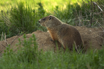 marmotte 2