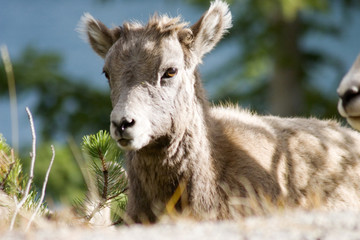 Obraz premium mountain goat