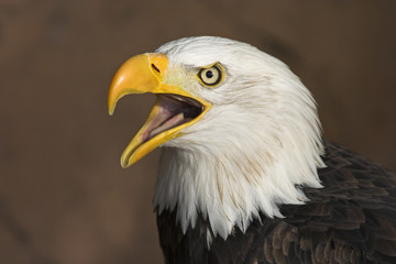 Fototapeta premium american bald eagle