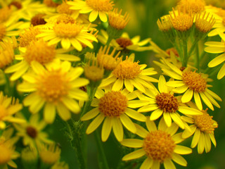 fleurs jaunes des champs
