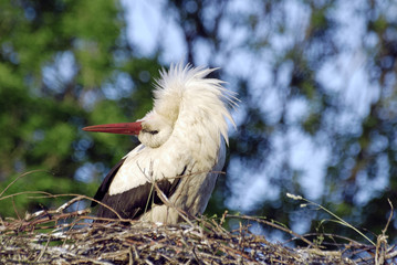stork on the nest in forest © Rihards