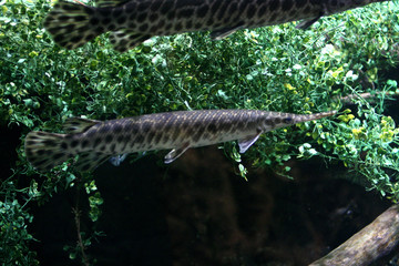 texas garfish