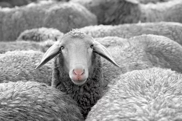 Abwaschbare Fototapete Schaf immer den überblick behalten