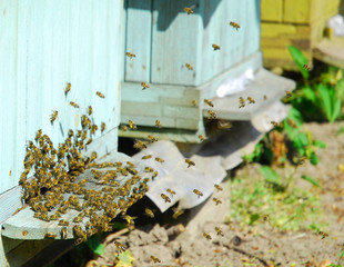 bees and hive - 3504088