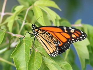 monarch