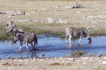 Fototapeta na wymiar Zebry przy wodopoju - Namibia