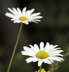 Obraz premium daisies