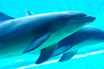 Schilderijen op glas dolfijnen © lino beltrame