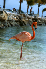 flamingo im wasser