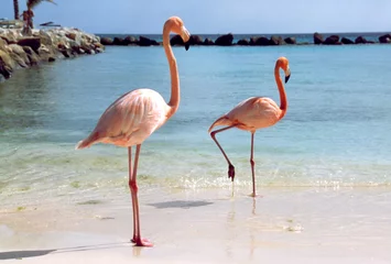 Abwaschbare Fototapete Flamingo Flamingos am Strand