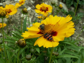 fleur jaune