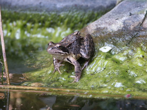 grasfrosch am teich