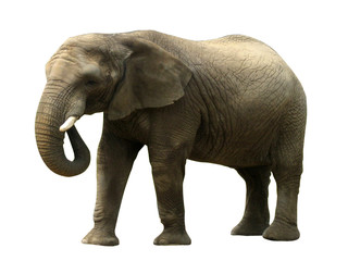Fototapeta na wymiar Słoń izolowane