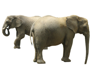 Fototapeta na wymiar dwa słonie